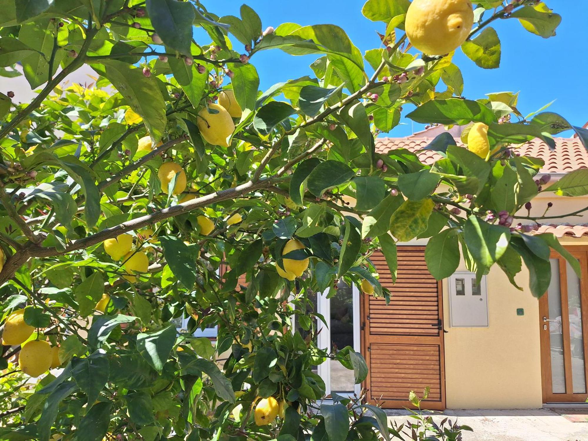 Apartment Olga Ρόβινι Εξωτερικό φωτογραφία